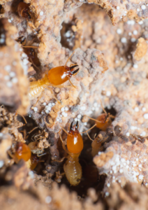 Termite-Soldiers-Damage-On-Wood