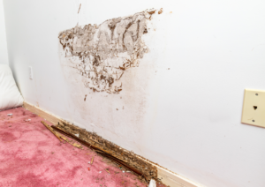 Termite infestation within side of residential wall.