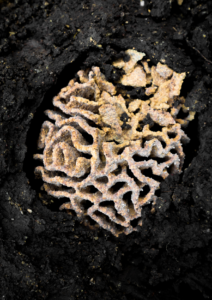 Termite mound in shape of brain