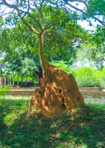 Termite mound nest taking over tree