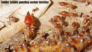 soldier termite guarding worker termite larvae