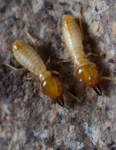 Two Formosan worker termites side by side on wood.