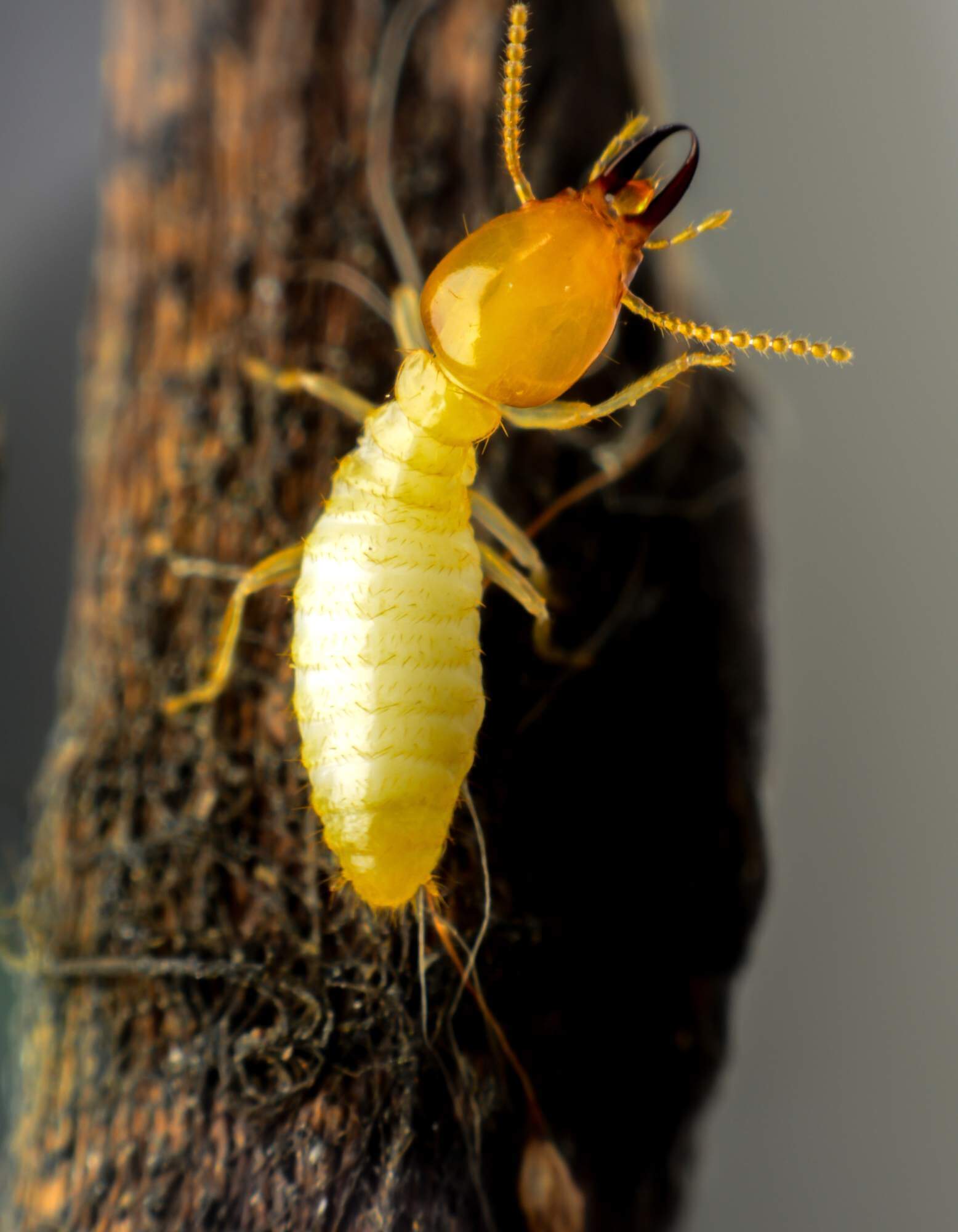 Subterranean termite walking on wood.